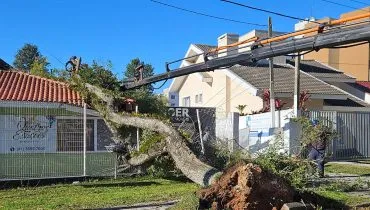 imagem mostra árvore caída sobre portão e telhado de casa. Um trabalhador está içado num guindaste cortando galhos