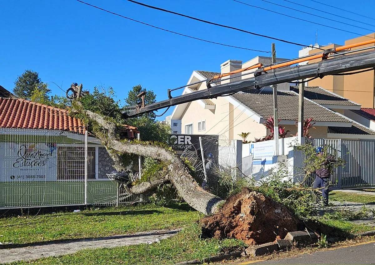 imagem mostra árvore caída sobre portão e telhado de casa. Um trabalhador está içado num guindaste cortando galhos