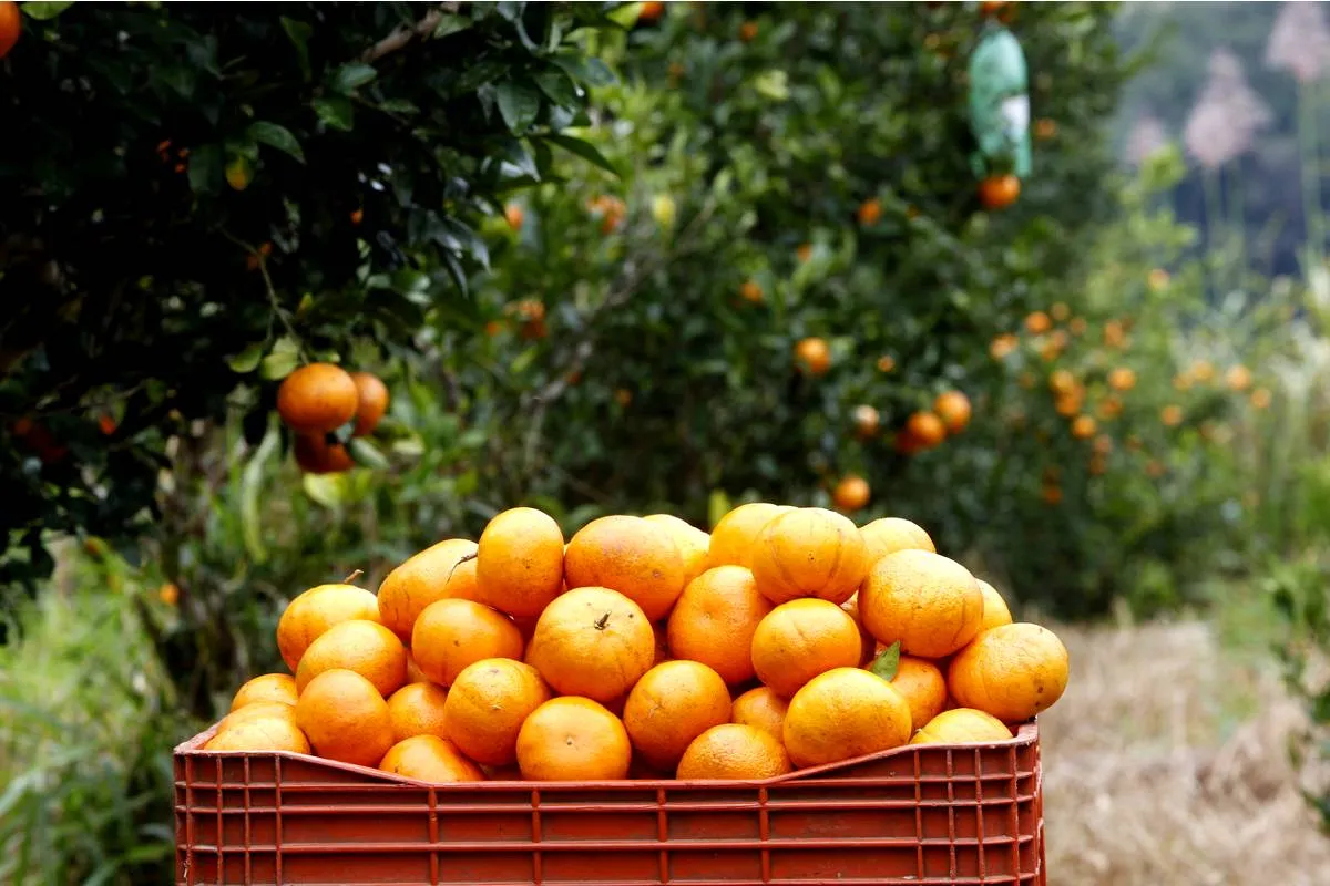 Imagem mostra uma colheita de ponkan em Cerro Azul.