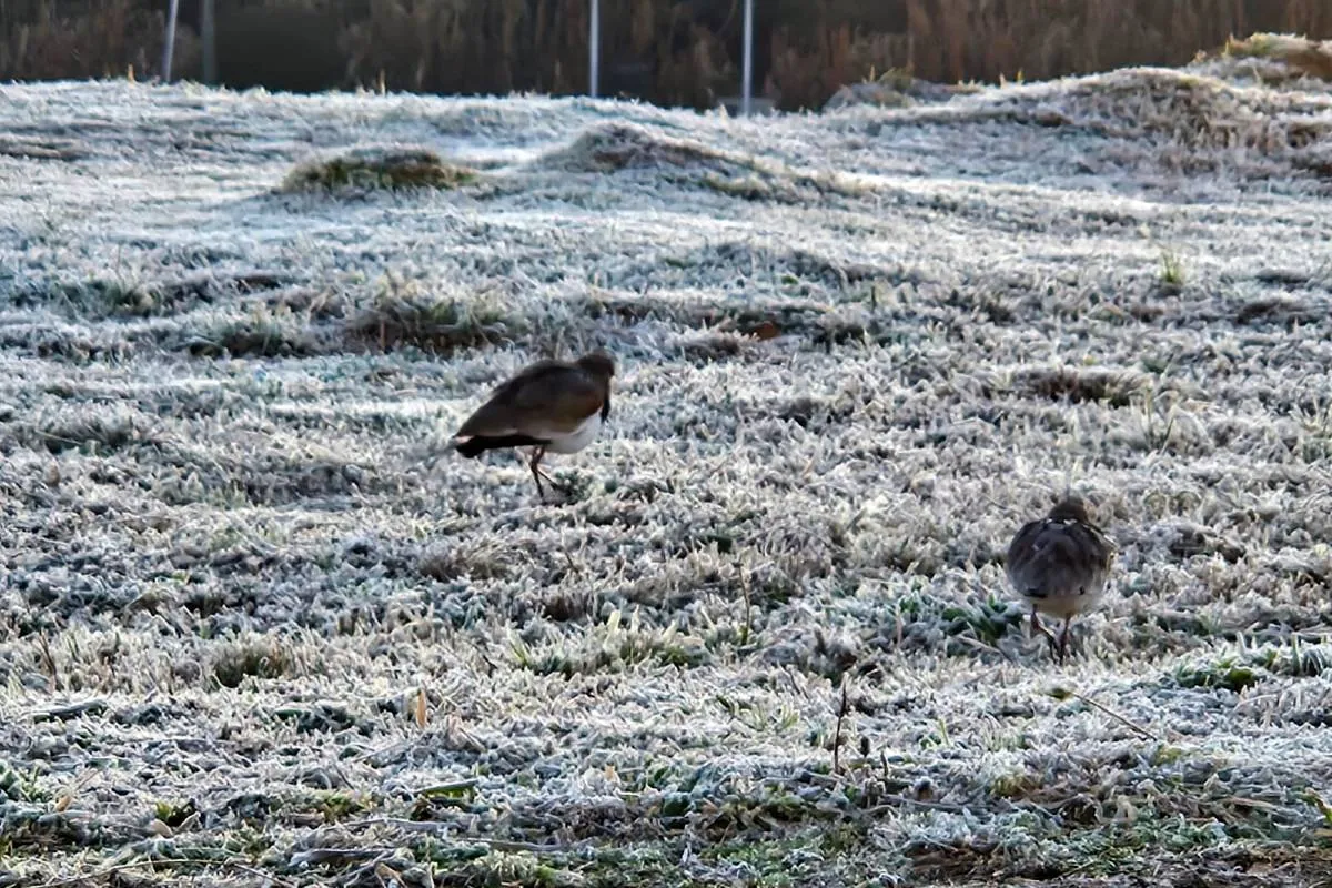 Imagem mostra a geada que atingiu Curitiba quinta-feira