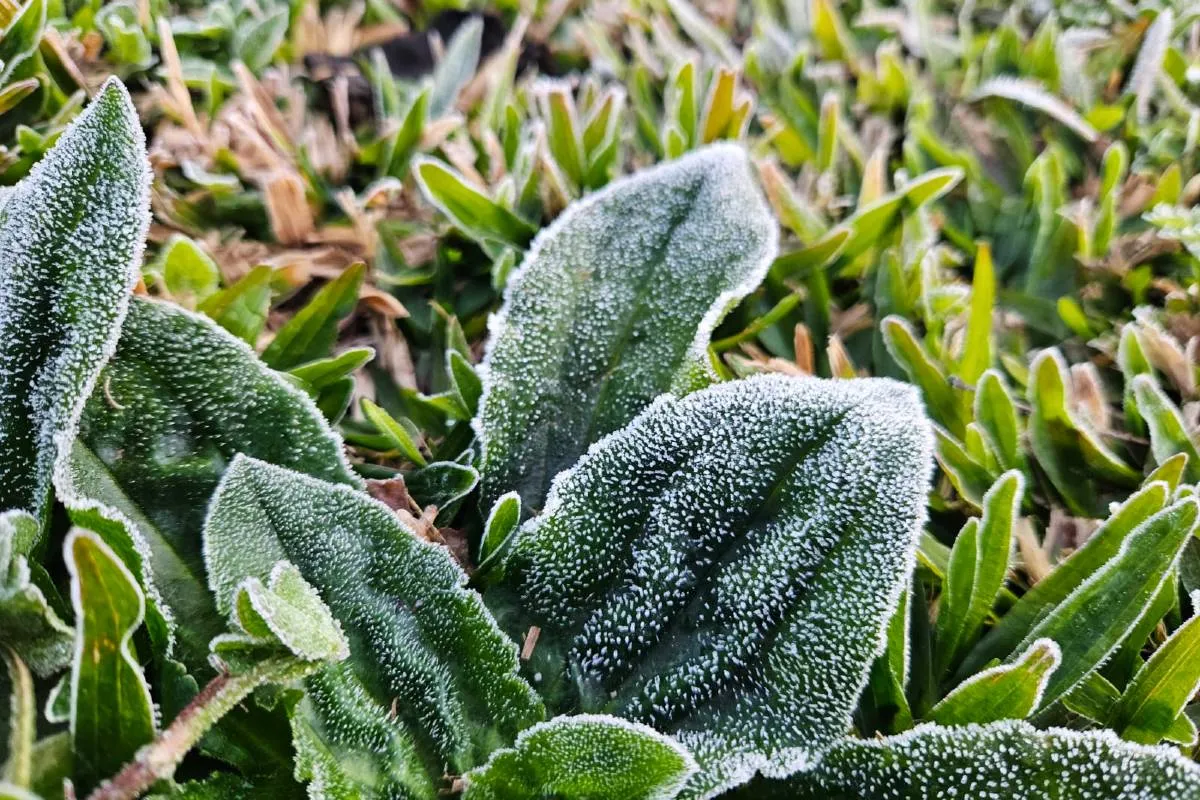 Imagem mostra a geada que atingiu Curitiba quinta-feira
