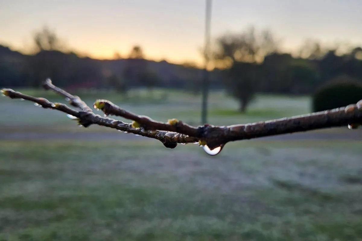 Imagem mostra a geada que atingiu Curitiba quinta-feira
