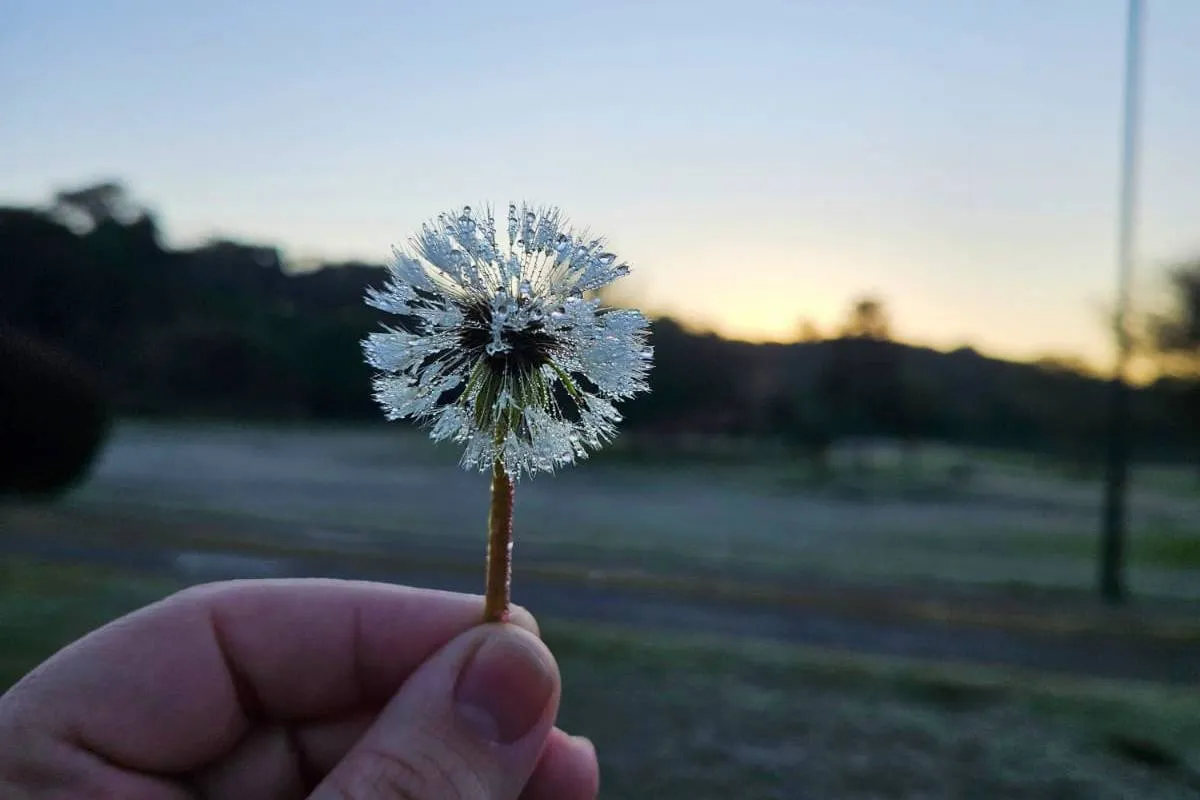 Imagem mostra a geada que atingiu Curitiba quinta-feira