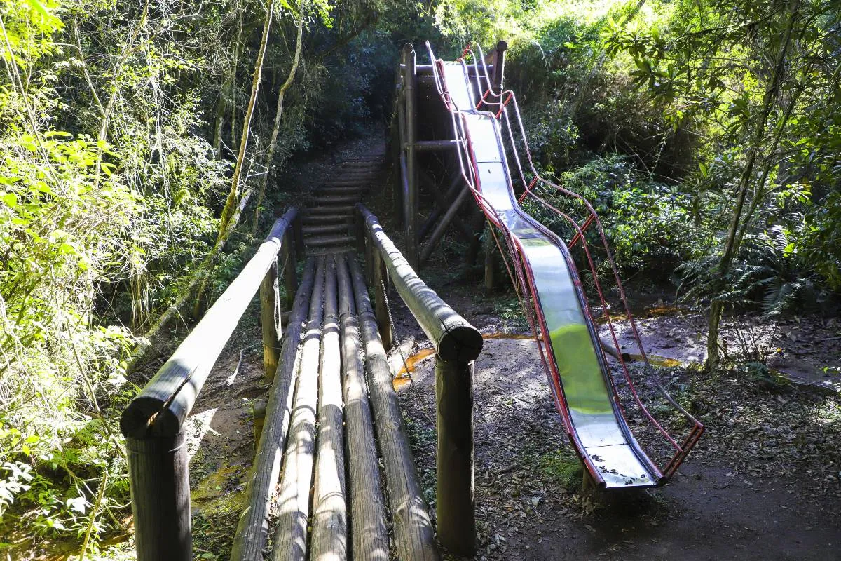 Imagem mostra as novidades no Bosque Reinhard Maack, em Curitiba.