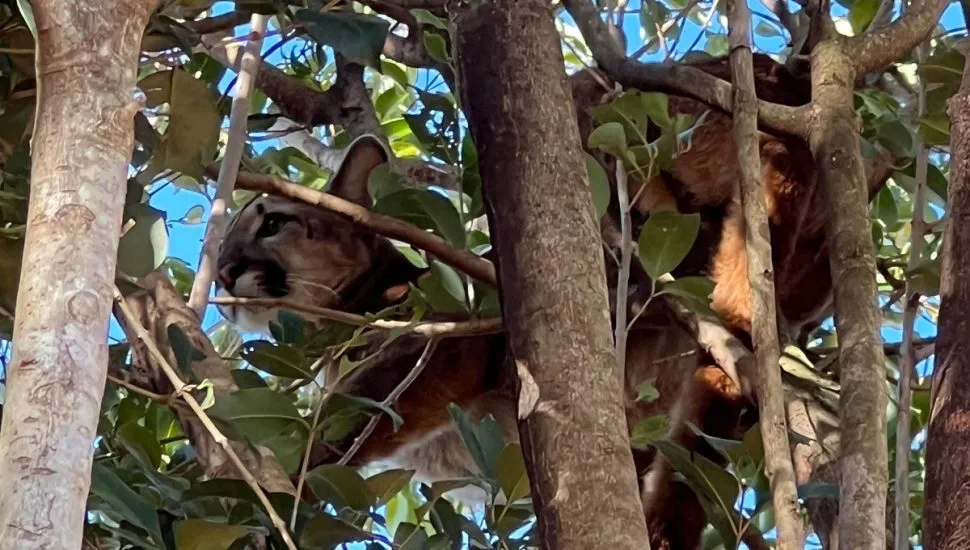 Onça parda encontrada no Paraná
