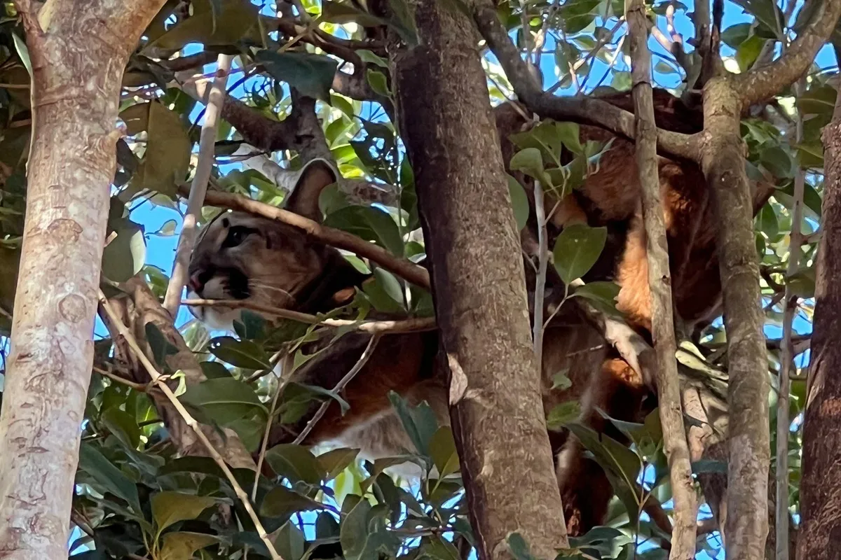 Onça parda encontrada no Paraná
