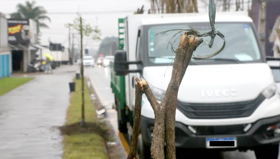 Ipês são vandalizados em Curitiba
