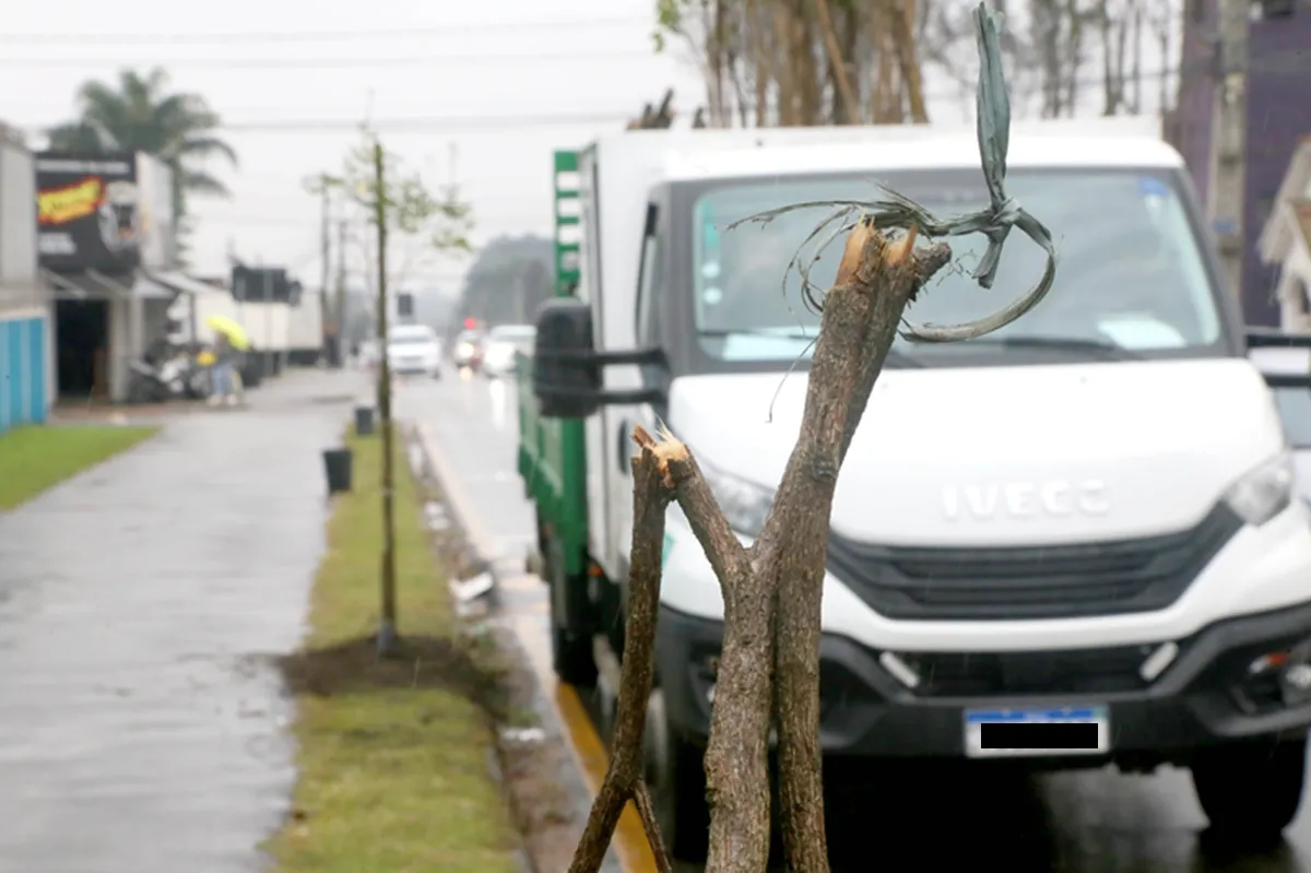 Ipês são vandalizados em Curitiba