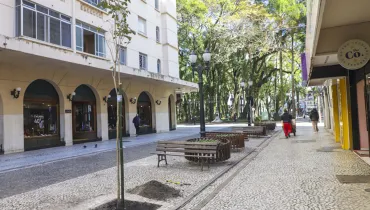 Ipês-brancos são plantados no Centro de Curitiba