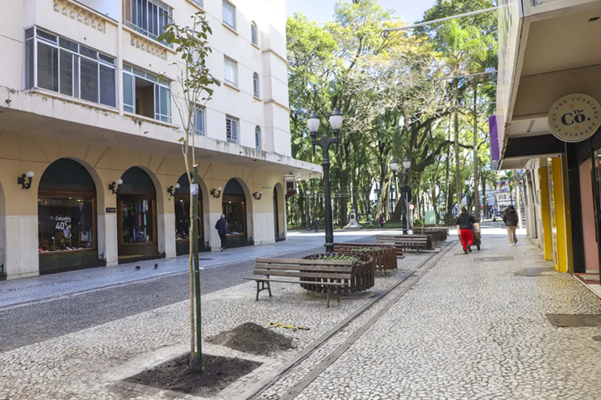 Ipês-brancos são plantados no Centro de Curitiba