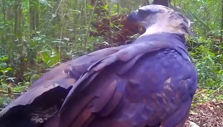 Rara ave Uiraçu é flagrada em vídeo.