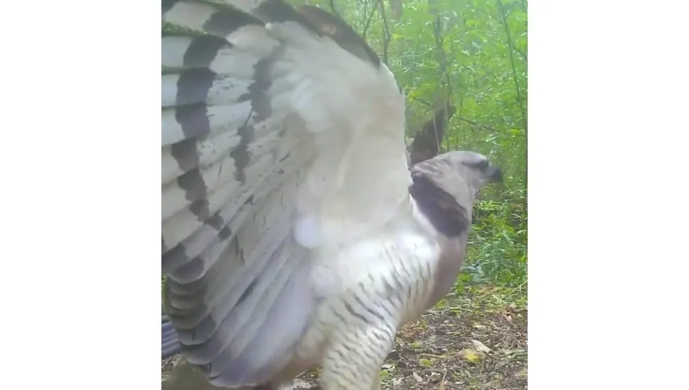 Rara ave Uiraçu é flagrada em vídeo.