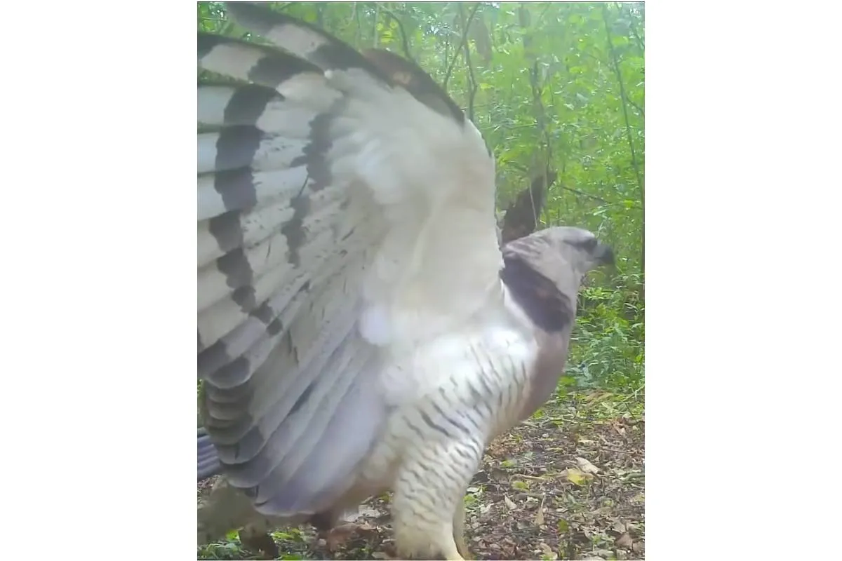 Rara ave Uiraçu é flagrada em vídeo.
