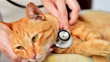 Imagem mostra gato sendo examinado em veterinário