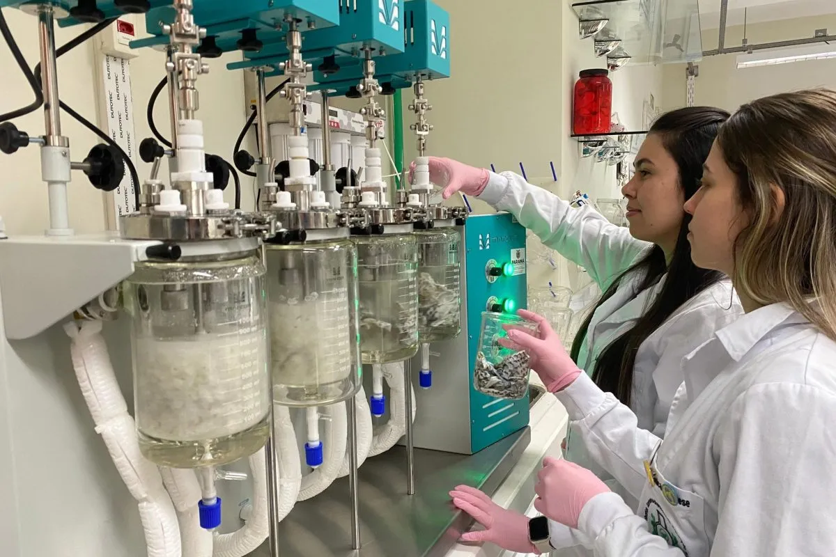 Pesquisadoras estão utilizando tilápia para transformar em colágeno