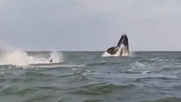 baleia na ilha do mel