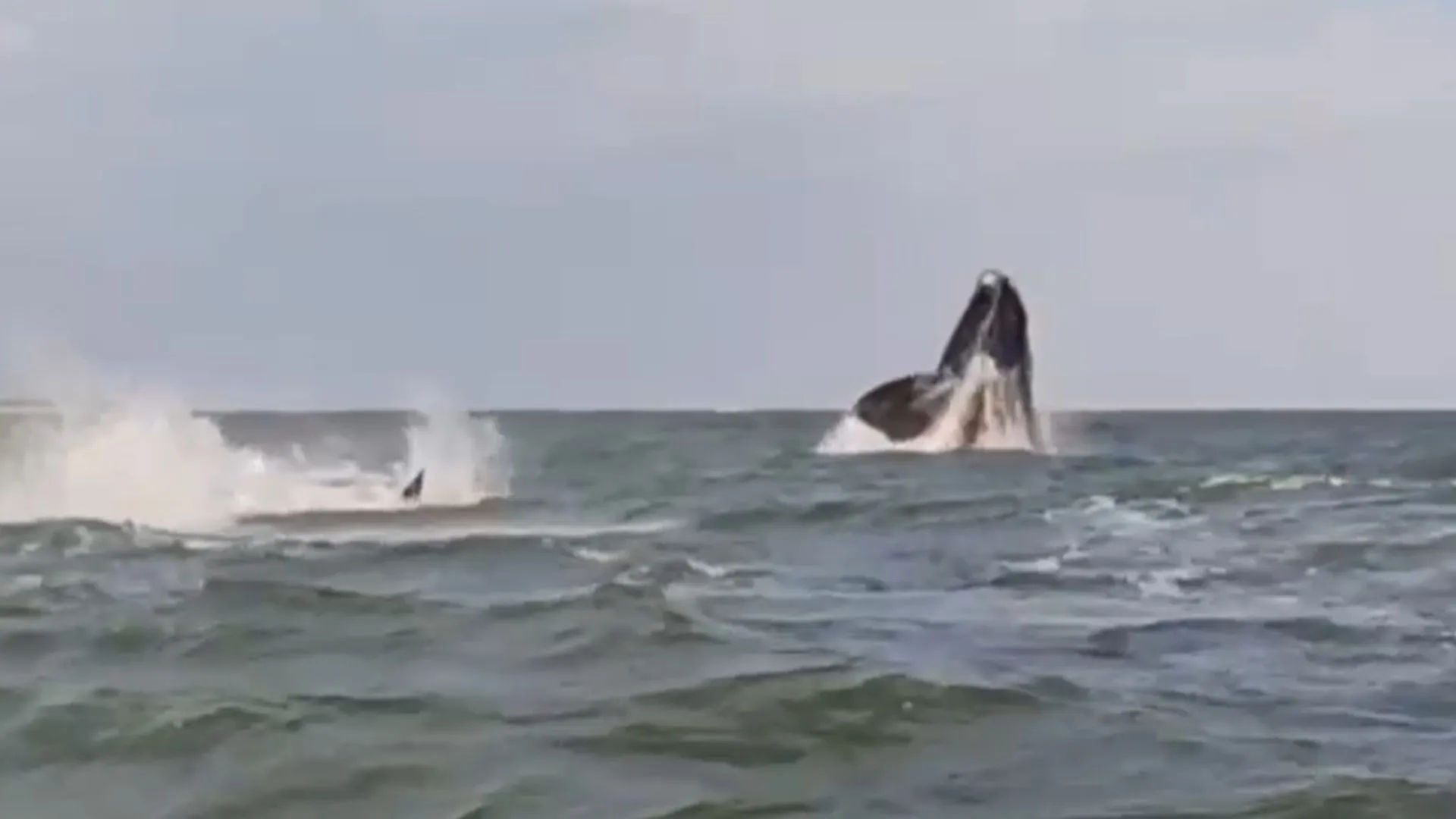 baleia na ilha do mel