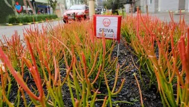 Imagem mostra uma planta tóxica em Curitiba