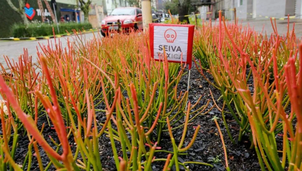 Imagem mostra uma planta tóxica em Curitiba