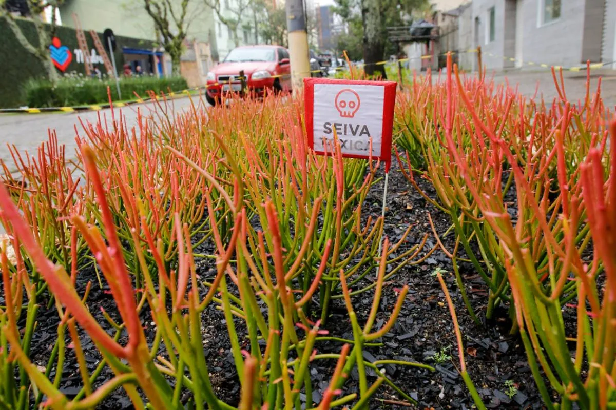 Imagem mostra uma planta tóxica em Curitiba
