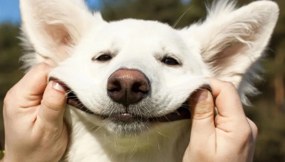 Evento pet gratuito em Curitiba tem cabeleireiro, estúdio fotográfico e atrações exclusivas