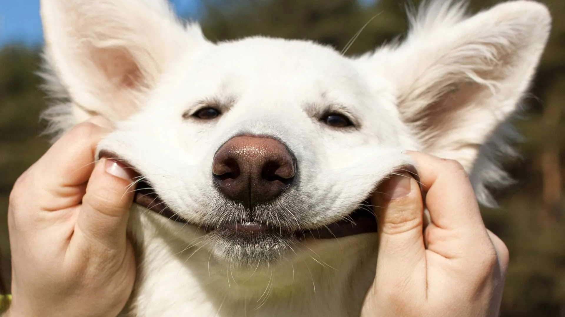 Evento pet gratuito em Curitiba tem cabeleireiro, estúdio fotográfico e atrações exclusivas
