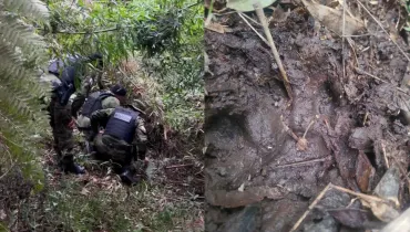 Onça em campo largo