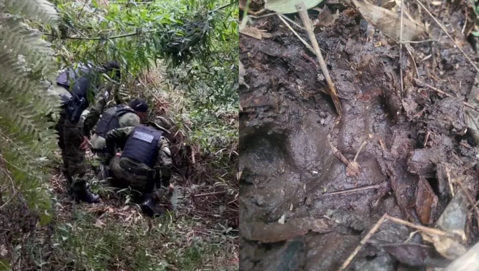 Onça em campo largo