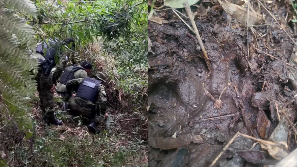 Onça em campo largo