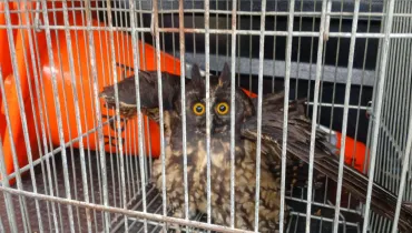 Coruja Mocho-diabo resgatada