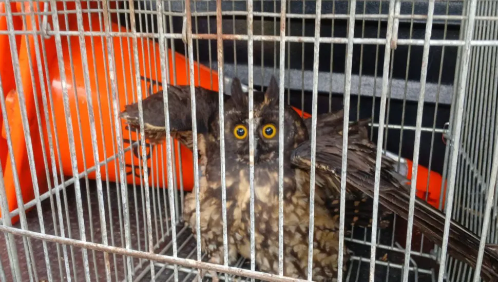 Coruja Mocho-diabo resgatada