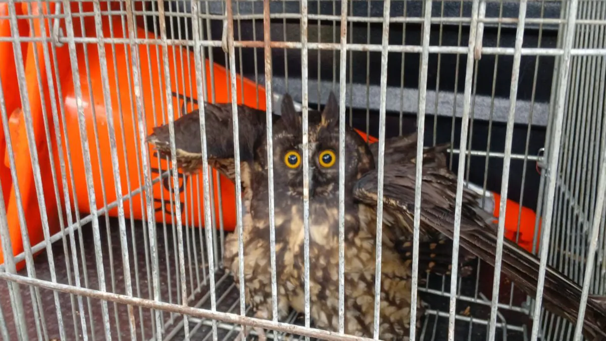 Coruja Mocho-diabo resgatada