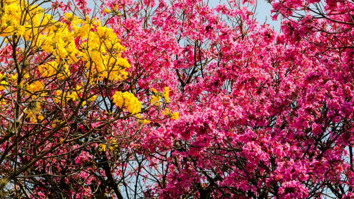 Ipês amarelo e rosa em Curitiba