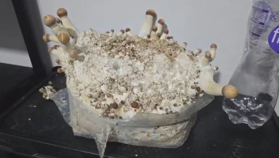 Cogumelos mágicos usado para produzir drogas alucinógenas