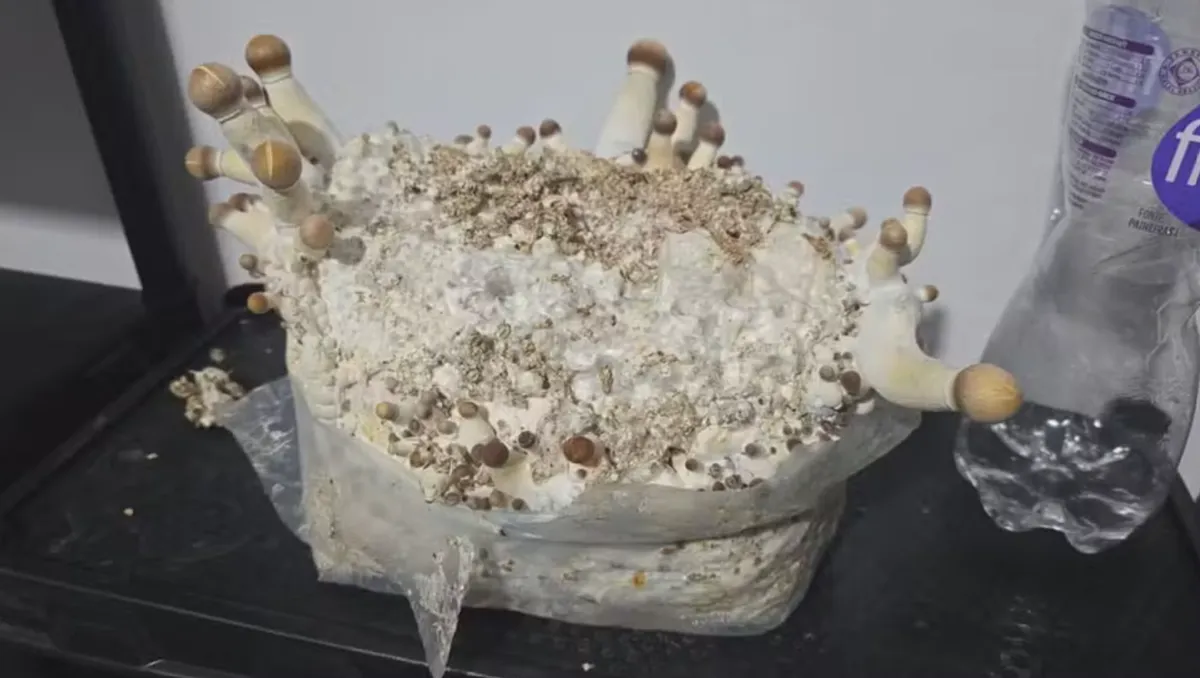 Cogumelos mágicos usado para produzir drogas alucinógenas