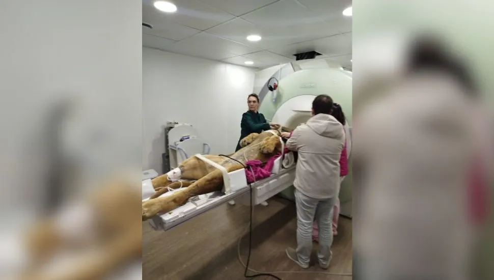 Leão Dacar, do Zoo de Curitiba, passou por exames