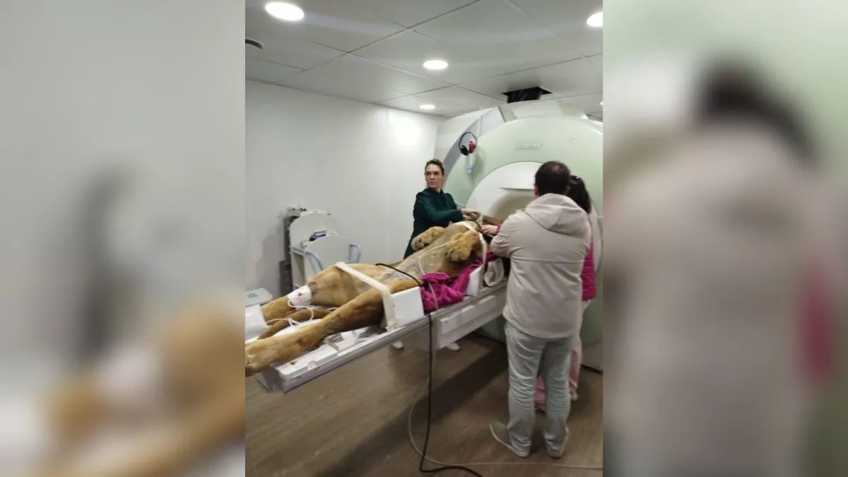 Leão Dacar, do Zoo de Curitiba, passou por exames