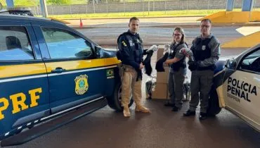 Cabelo apreendido no Paraná vai virar prótese capilar