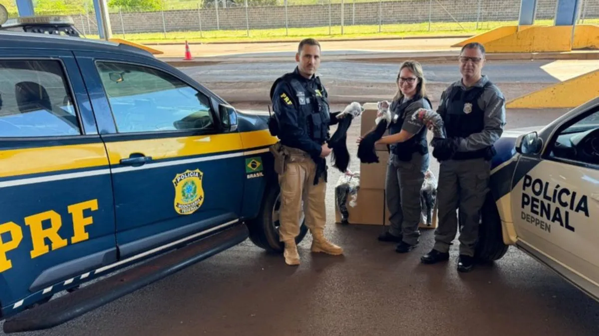Cabelo apreendido no Paraná vai virar prótese capilar