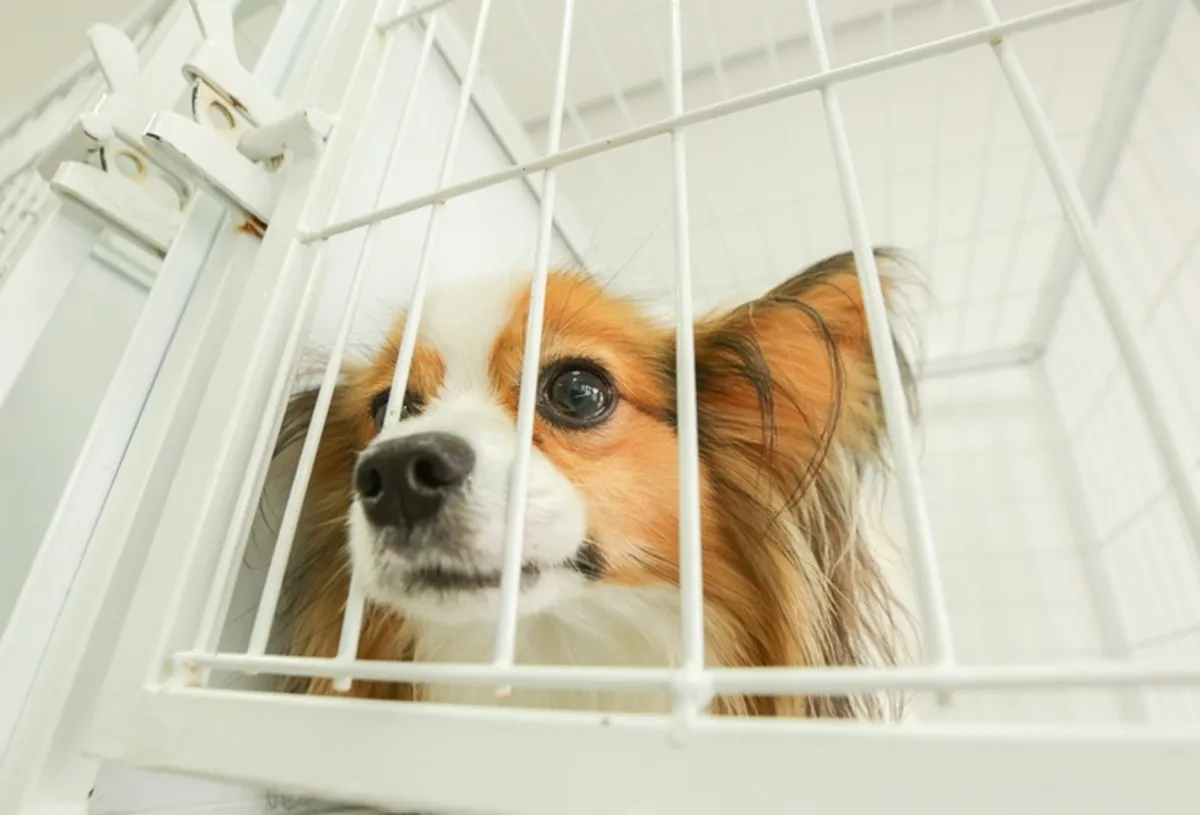 Proposta quer criar Taxicão para pets