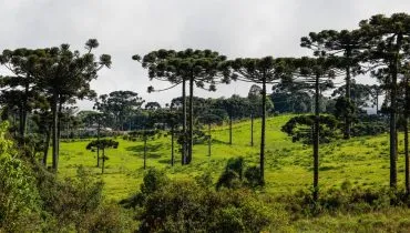 'Floresta' de Araucárias no Paraná