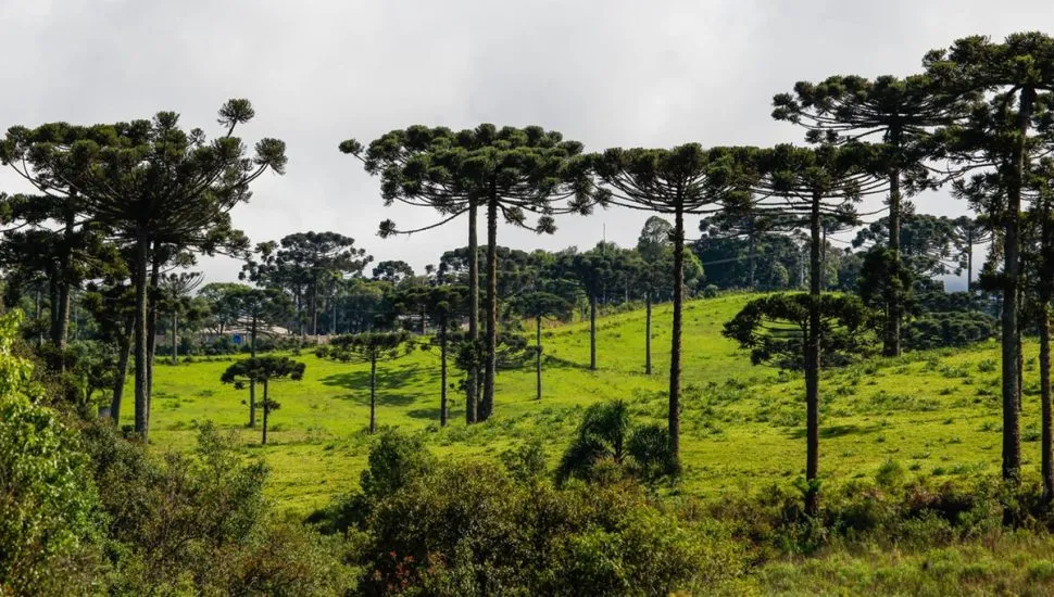 'Floresta' de Araucárias no Paraná