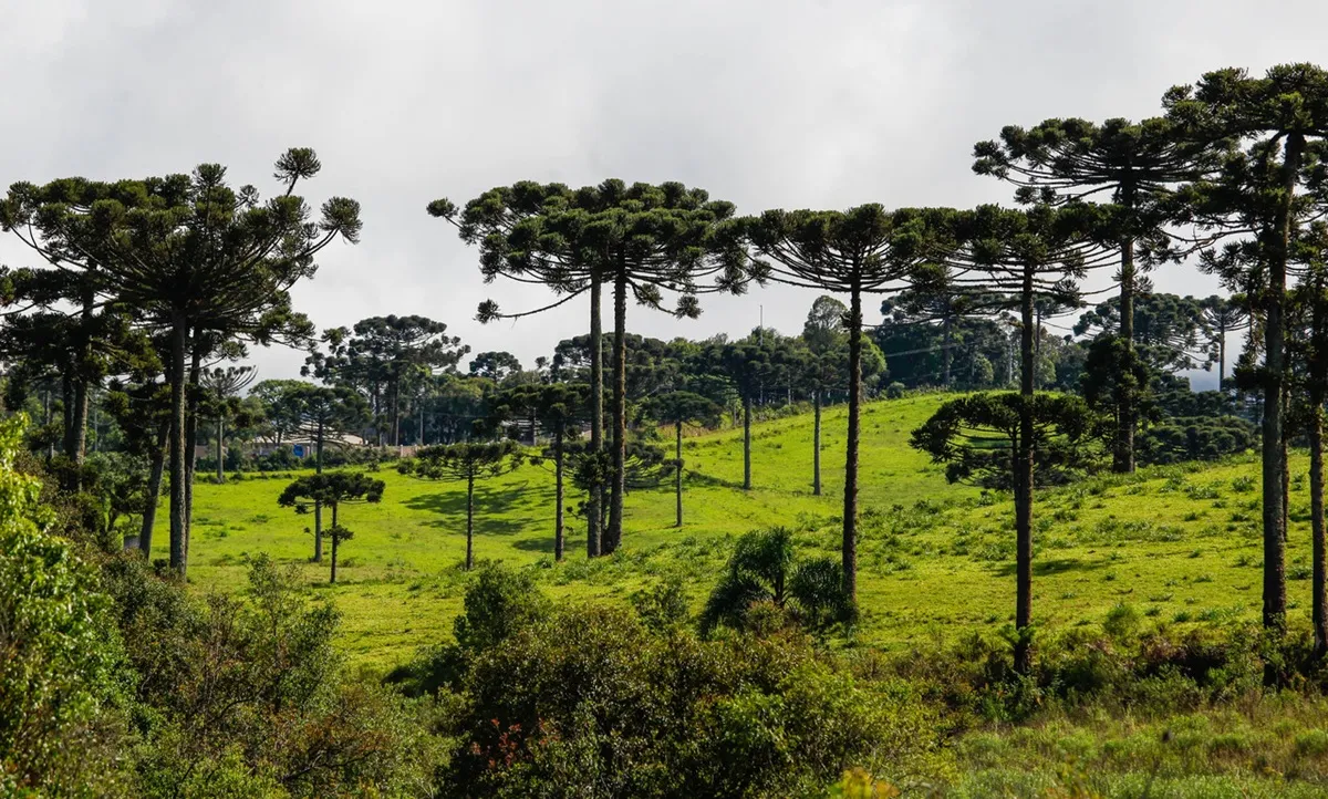 'Floresta' de Araucárias no Paraná