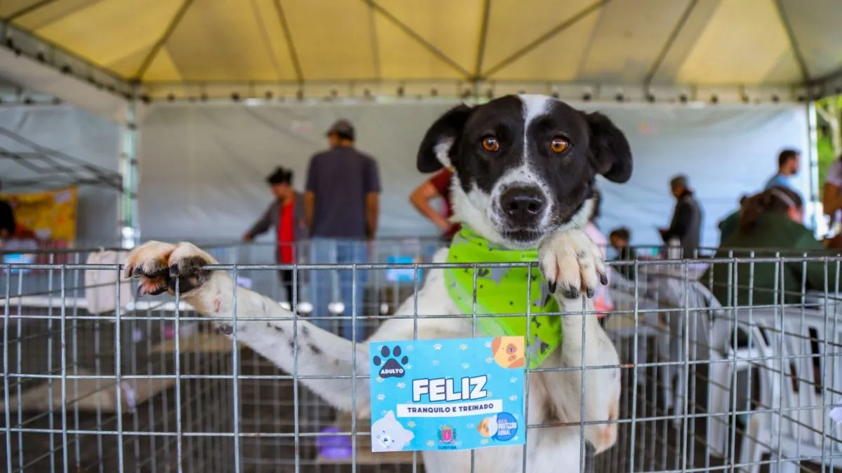 Feira de adoção de cães