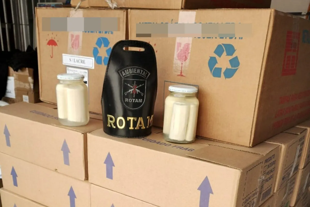 Palmitos apreendidos na Grande Curitiba