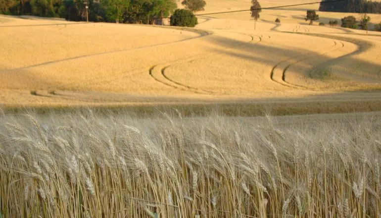 Cooperativas agropecuárias respondem por mais de 50% da safra nacional de grãos. (Foto: Samuel Milléo Filho/Sistema Ocepar) 