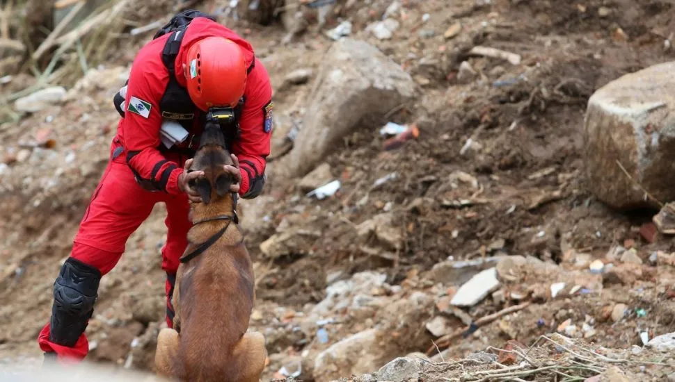 Imagem mostra cão e bombeiro do Paraná
