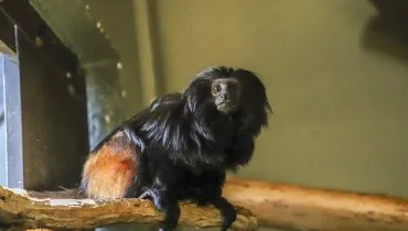 micos-leões-pretos no Zoológico de Curitiba