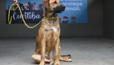 Adoção de cachorros em Curitiba