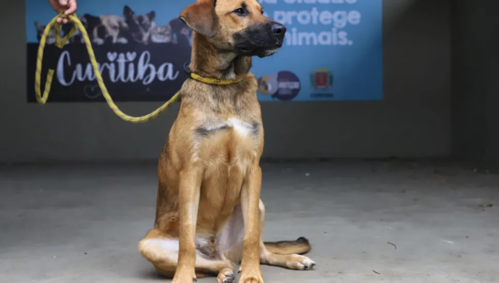 Adoção de cachorros em Curitiba